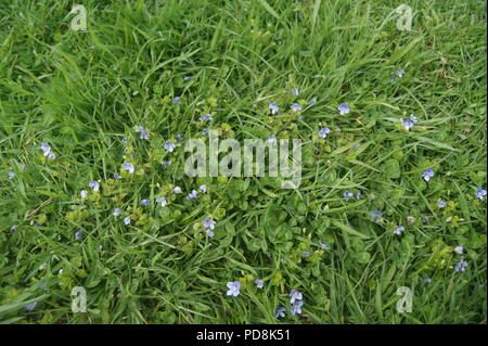 Forget-me-not fleurs sauvages Banque D'Images