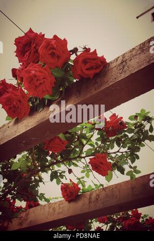 Buisson rose rouge sur le balcon d'une chambre d'hôtel à Budva, Monténégro Banque D'Images