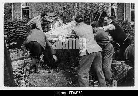 Bûcherons coupant un arbre à la main UK, 1951 Banque D'Images