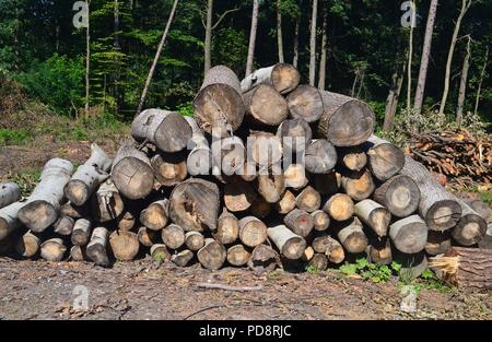 Les arbres coupés en forêt Banque D'Images