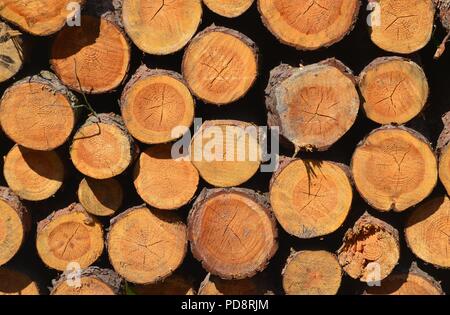 Les arbres coupés en forêt Banque D'Images
