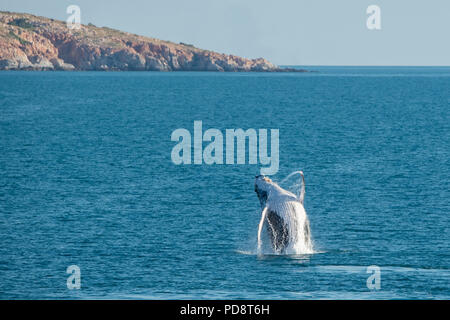 L'Australie, Australie occidentale, Kimberley côte entre Yampi Sound et de balais. Violer la baleine à bosse mâle dans la mer de Timor avec côte de Kimberley. Banque D'Images