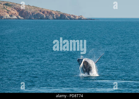 L'Australie, Australie occidentale, Kimberley côte entre Yampi Sound et de balais. Violer la baleine à bosse mâle dans la mer de Timor avec côte de Kimberley. Banque D'Images