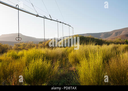 Le système d'irrigation de plantations de thé rooibos Cederberg dans les montagnes en Afrique du Sud. Banque D'Images