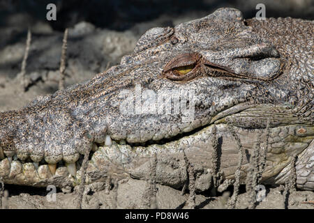 L'Australie, Australie occidentale, Kimberley Coast, Hunter River, Porosus Creek. Grand mâle (3,5 mètres) saltwater crocodile (Crocodylus porosus) Banque D'Images