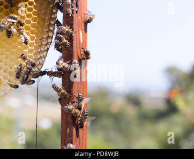 Les abeilles ibériques travailler Banque D'Images