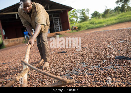 Un travailleur s'étale les fèves de cacao dans le cadre du processus de fermentation à une installation de production de chocolat dans le district de Mukono, en Ouganda. Banque D'Images
