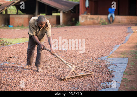 Un travailleur s'étale les fèves de cacao dans le cadre du processus de fermentation à une installation de production de chocolat dans le district de Mukono, en Ouganda. Banque D'Images