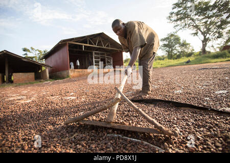 Un travailleur s'étale les fèves de cacao dans le cadre du processus de fermentation à une installation de production de chocolat dans le district de Mukono, en Ouganda. Banque D'Images