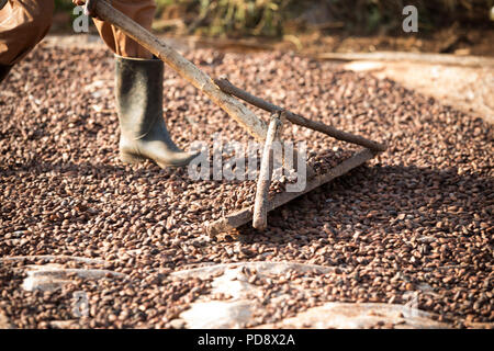 Un travailleur s'étale les fèves de cacao dans le cadre du processus de fermentation à une installation de production de chocolat dans le district de Mukono, en Ouganda. Banque D'Images