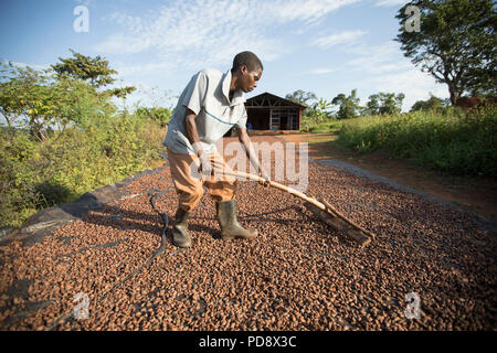 Un travailleur s'étale les fèves de cacao dans le cadre du processus de fermentation à une installation de production de chocolat dans le district de Mukono, en Ouganda. Banque D'Images