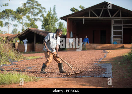 Un travailleur s'étale les fèves de cacao dans le cadre du processus de fermentation à une installation de production de chocolat dans le district de Mukono, en Ouganda. Banque D'Images