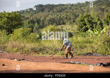 Un travailleur s'étale les fèves de cacao dans le cadre du processus de fermentation à une installation de production de chocolat dans le district de Mukono, en Ouganda. Banque D'Images