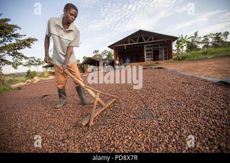 Un travailleur s'étale les fèves de cacao dans le cadre du processus de fermentation à une installation de production de chocolat dans le district de Mukono, en Ouganda. Banque D'Images