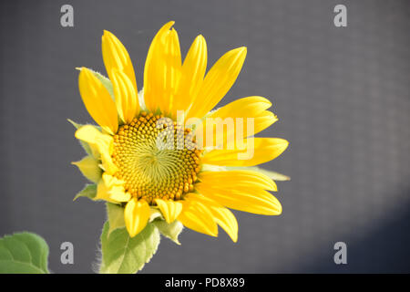 Pétales jaune tournesol avec des feuilles velues, et les petites espèces d'helianthus annuus bloom en août Banque D'Images