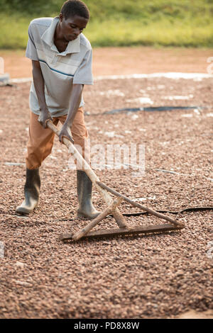 Un travailleur s'étale les fèves de cacao dans le cadre du processus de fermentation à une installation de production de chocolat dans le district de Mukono, en Ouganda. Banque D'Images