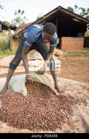 Un travailleur contribue à traiter les fèves de cacao fermentées à une installation de production de chocolat dans le district de Mukono, en Ouganda. Banque D'Images