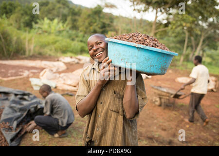 Un travailleur des processus permet de fèves de cacao fermentées à une installation de production de chocolat dans le district de Mukono, en Ouganda. Banque D'Images