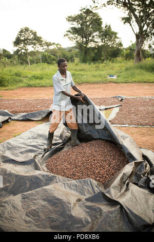 Un travailleur s'étale les fèves de cacao dans le cadre du processus de fermentation à une installation de production de chocolat dans le district de Mukono, en Ouganda. Banque D'Images