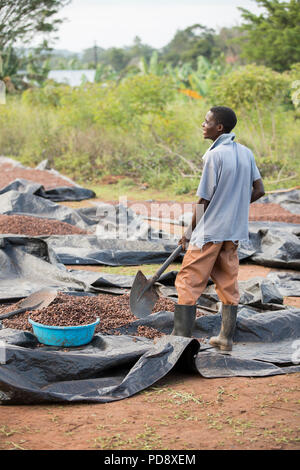 Un travailleur s'étale les fèves de cacao dans le cadre du processus de fermentation à une installation de production de chocolat dans le district de Mukono, en Ouganda. Banque D'Images