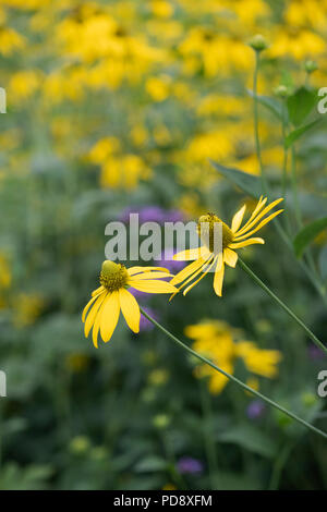 Rudbeckia laciniata Herbstsonne fleur. Échinacée 'Herbstsonne' dans un jardin anglais. Banque D'Images