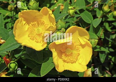 D'une grande usine de st. John wort en fleur, détail de fleurs Banque D'Images