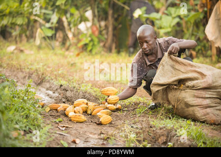 Les récoltes d'un travailleur de gousses de fèves de cacao frais une plantation dans le district de Mukono, Ouganda, Afrique de l'Est. Banque D'Images