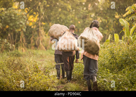 Marche des travailleurs au moyen d'une plantation de cacao avec des sacs de fèves de cacao fraîchement récoltés gousses dans le district de Mukono, Ouganda, Afrique de l'Est. Banque D'Images