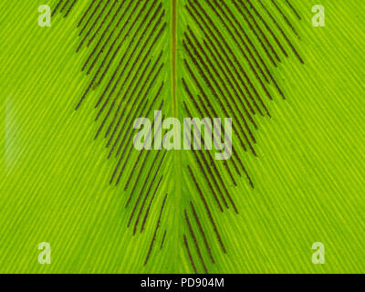 Feuille de fougère avec des spores Banque D'Images