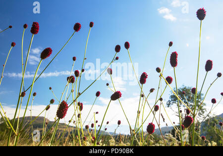 Pimprenelle Sanguisorba officinalis, et la reine-des-Prés, Filipendula ulmaria avec d'autres fleurs sauvages poussant dans les prés de l'eau à la tête de Lak Banque D'Images