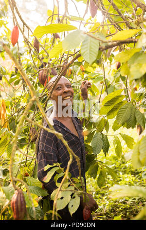 Les récoltes d'un travailleur de gousses de fèves de cacao frais une plantation dans le district de Mukono, Ouganda, Afrique de l'Est. Banque D'Images