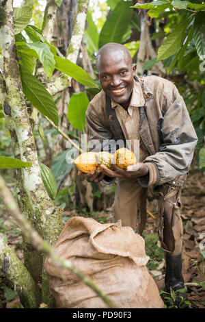 Les récoltes d'un travailleur de gousses de fèves de cacao frais une plantation dans le district de Mukono, Ouganda, Afrique de l'Est. Banque D'Images