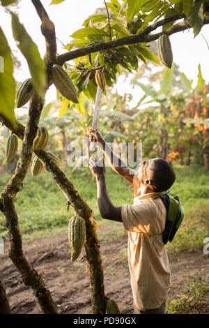 Les récoltes d'un travailleur de gousses de fèves de cacao frais une plantation dans le district de Mukono, Ouganda, Afrique de l'Est. Banque D'Images