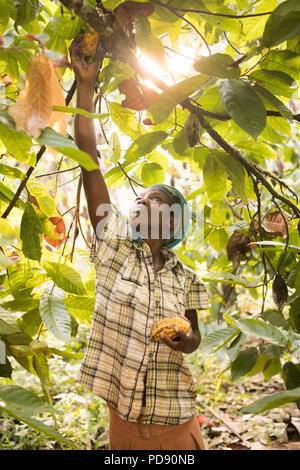 Les récoltes d'un travailleur de gousses de fèves de cacao frais une plantation dans le district de Mukono, Ouganda, Afrique de l'Est. Banque D'Images