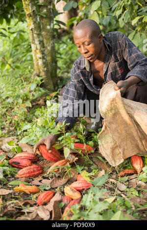 Les récoltes d'un travailleur de gousses de fèves de cacao frais une plantation dans le district de Mukono, Ouganda, Afrique de l'Est. Banque D'Images