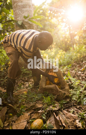 Les récoltes d'un travailleur de gousses de fèves de cacao frais une plantation dans le district de Mukono, Ouganda, Afrique de l'Est. Banque D'Images