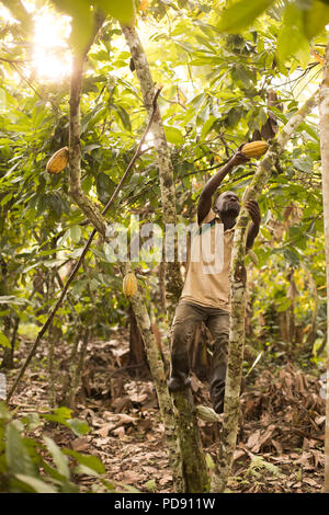 Les récoltes d'un travailleur de gousses de fèves de cacao frais une plantation dans le district de Mukono, Ouganda, Afrique de l'Est. Banque D'Images