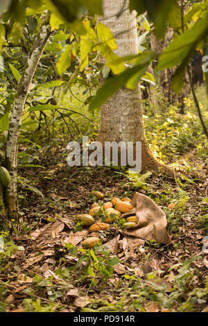 Les fèves de cacao fraîchement récoltés sont empilés sur une plantation de cacao dans le district de Mukono, Ouganda, Afrique de l'Est. Banque D'Images