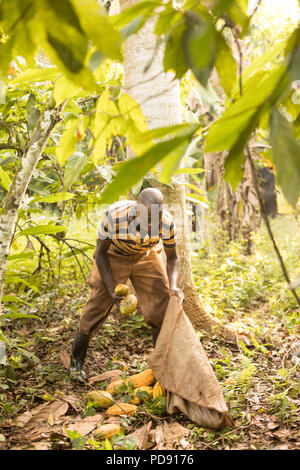 Les récoltes d'un travailleur de gousses de fèves de cacao frais une plantation dans le district de Mukono, Ouganda, Afrique de l'Est. Banque D'Images