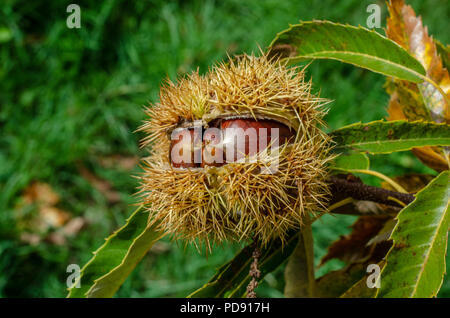 Détail de l'oursin en châtaignes mûres sur branche d'arbre, les fruits en automne. Banque D'Images