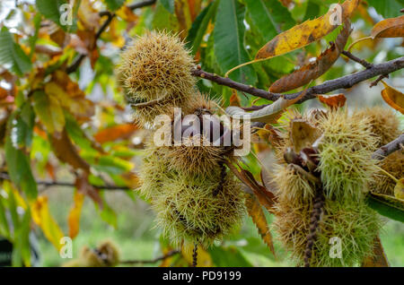 Détail de l'oursin en châtaignes mûres sur branche d'arbre, les fruits en automne. Banque D'Images