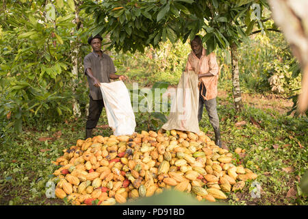 Les fèves de cacao fraîchement récoltés sont empilés sur une plantation de cacao dans le district de Mukono, Ouganda, Afrique de l'Est. Banque D'Images