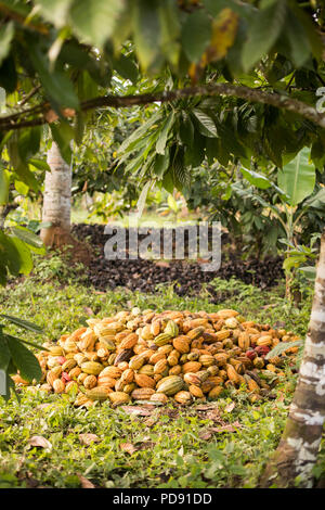 Les fèves de cacao fraîchement récoltés sont empilés sur une plantation de cacao dans le district de Mukono, Ouganda, Afrique de l'Est. Banque D'Images