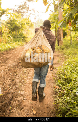 Le travailleur porte un sac de fèves de cacao fraîchement récoltés sur une plantation de cacao dans le district de Mukono, Ouganda, Afrique de l'Est. Banque D'Images