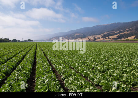 Rangées dans un champ de laitue dans la vallée de Salinas en Californie centrale dans le comté de Monterey Banque D'Images