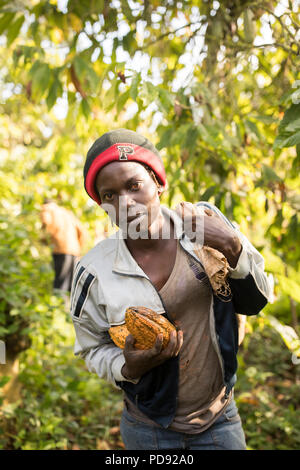 Les récoltes d'un travailleur de gousses de fèves de cacao frais une plantation dans le district de Mukono, Ouganda, Afrique de l'Est. Banque D'Images