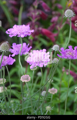 Scabiosa 'Violet' Vive les fleurs. Banque D'Images