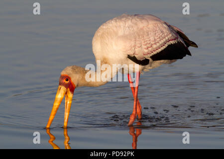 Yellow-Billed Stork la chasse pour la nourriture Banque D'Images