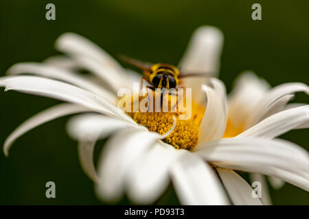 Une macro photo d'un hover-fly (Syrphus Ribesii) se nourrissant du nectar sur un fond blanc et jaune Oxeye Daisy (Leucanthemum vulgare). Banque D'Images