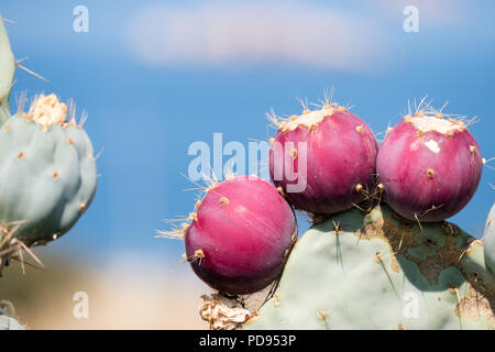 Nopal Cactus ( poires Prickly ) Grèce, Europe. Banque D'Images